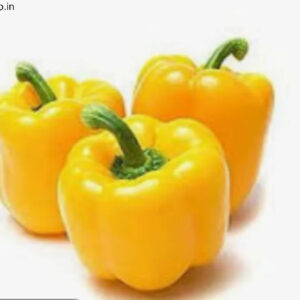 Yellow Capsicum