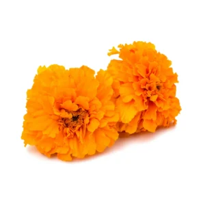 Marigold Orange
